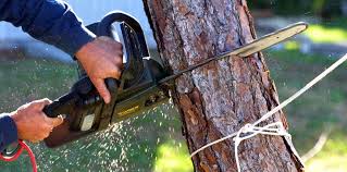 Best Hazardous Tree Removal  in Norwalk, IA