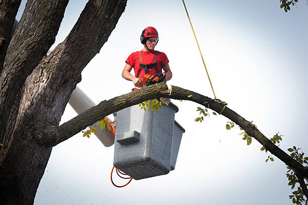 Best Palm Tree Trimming  in Norwalk, IA