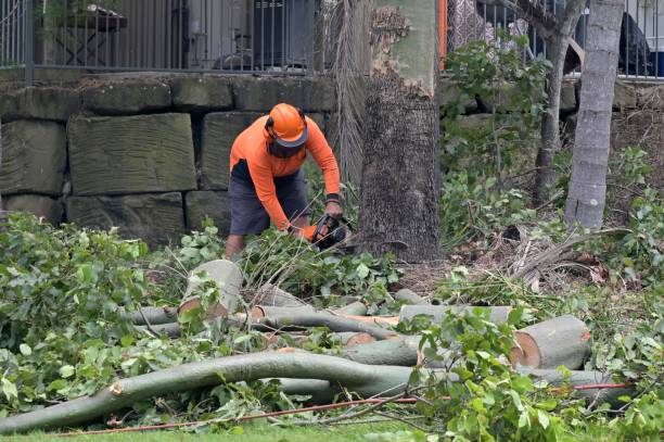 Best Arborist Consultation Services  in Norwalk, IA